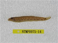 藏品(中華鰍)的圖片